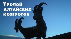 Горные маршруты Алтая.Тропой алтайских козерогов. Строительство таёжной тропы. Горные походы. Сибирь