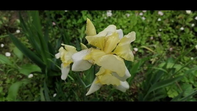 Желтые ирисы.