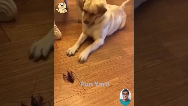 Самые смешные животные 2023 😸 Смешные кошки и сумасшедшие собаки 🐈😼 смешные видео ||Fun Yard