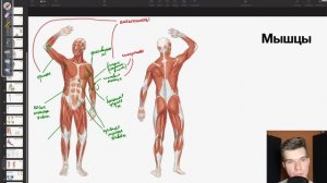 6.19. Основные мышцы человека | Анатомия к ЕГЭ | Георгий Мишуровский