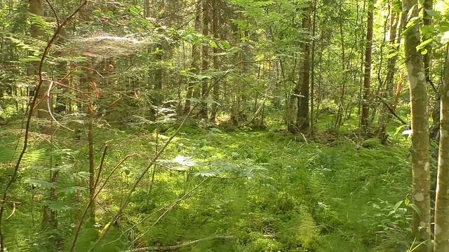 Лес, грибы и ягоды смотреть онлайн