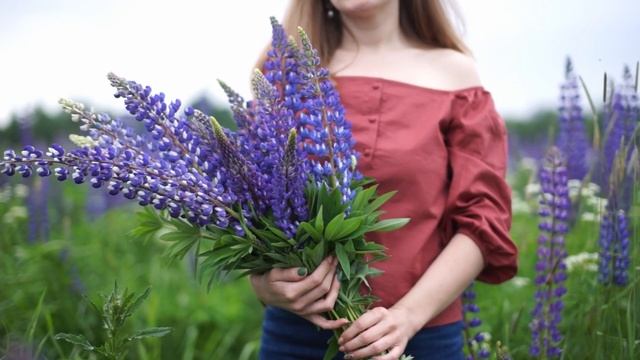 Люпины смотреть онлайн
