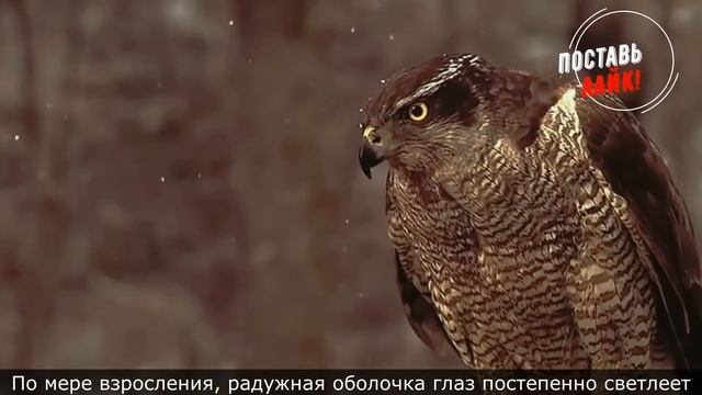 Хищная птица Ястреб: интересные факты, среда обитания, как охотится на своих жертв смотреть онлайн