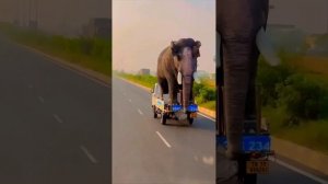 Перевозка слона #shorts