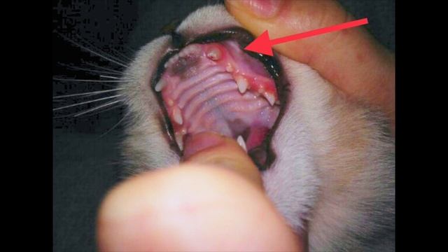 У кошки выпал зуб, сломался клык у кота что делать смотреть онлайн