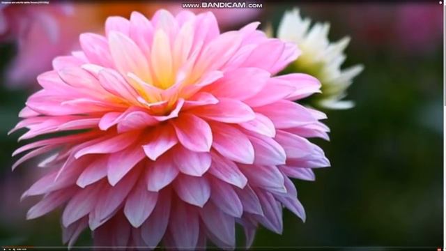 НОВЫЙ ОТВЕТ А. КЕСТЛИ !!! смотреть онлайн