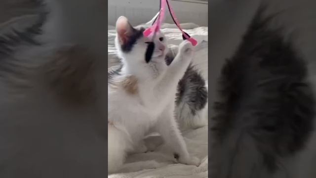 Глаза собак и кошек скажут все за нас