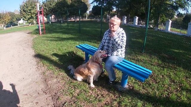 СОВЕТЫ ДЛЯ ТЕХ КТО ХОЧЕТ ГОЛДЕН РЕТРИВЕР. СТОИТ ЛИ ЗАВОДИТЬ В КВАРТИРУ. МНЕНИЕ БАБУШКИ смотреть онлайн