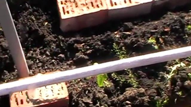 Виноград.Траншея для укрытия на зиму.Сад Зауралья.Часть 1. смотреть онлайн