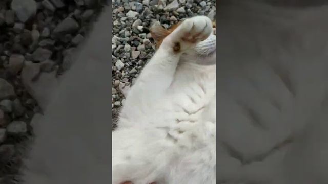 #добрая #любимая #кошка #loveanimals смотреть онлайн