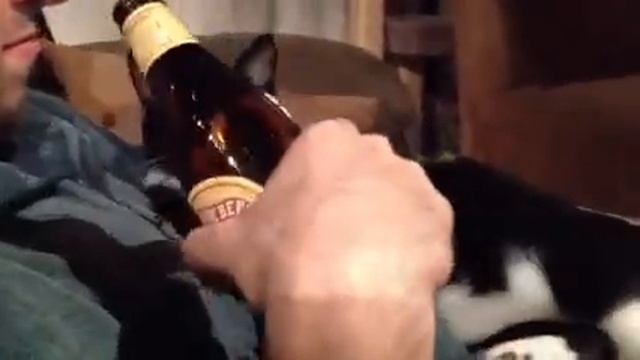 Aggressive drunk cat смотреть онлайн
