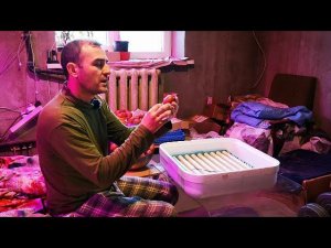 Инкубация в домашних условиях, как инкубировать яйца