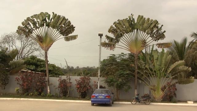 Traveller's Tree. Дерево Путешественников (381sp)