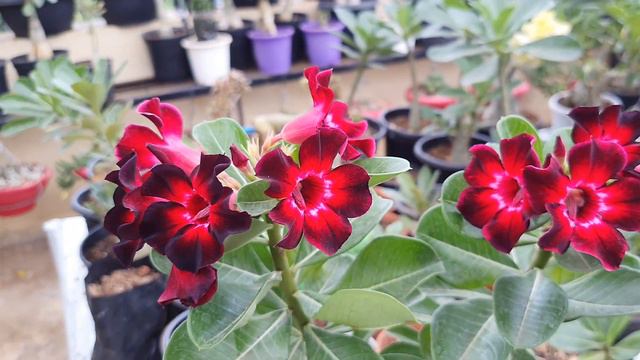Adenium black swan смотреть онлайн
