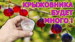 После такого ухода весной крыжовник будете собирать ведрами! Крыжовник уход и выращивание на даче!