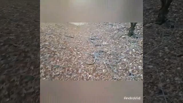 Прогулка по природе Азербайджана. смотреть онлайн