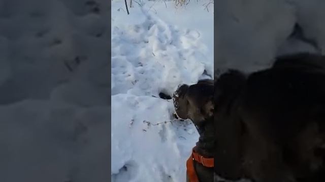 Cane Corso and Wild Animal смотреть онлайн