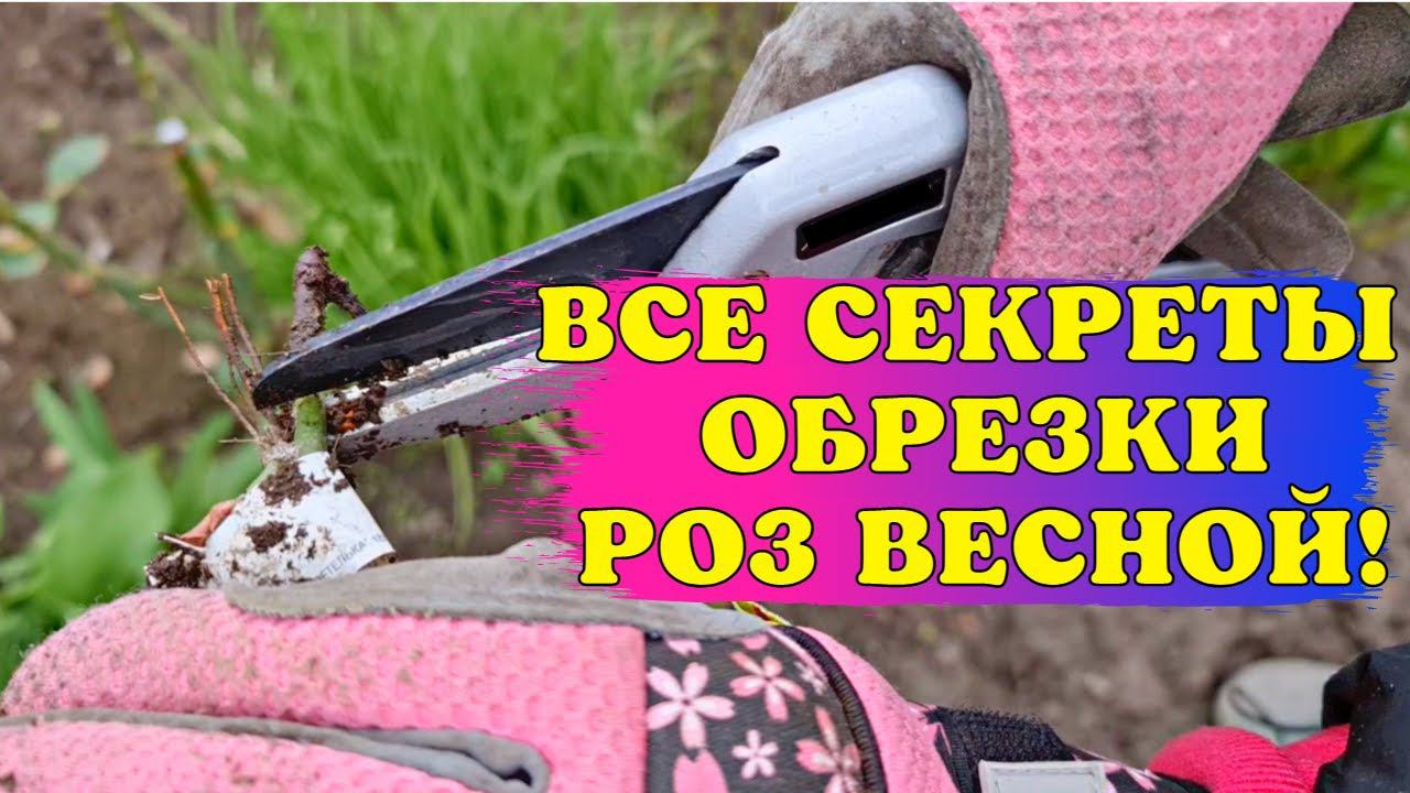 СЕКРЕТЫ обрезки РОЗ ВЕСНОЙ! БОЛЬШОЙ выпуск С ПРИМЕРАМИ! смотреть онлайн