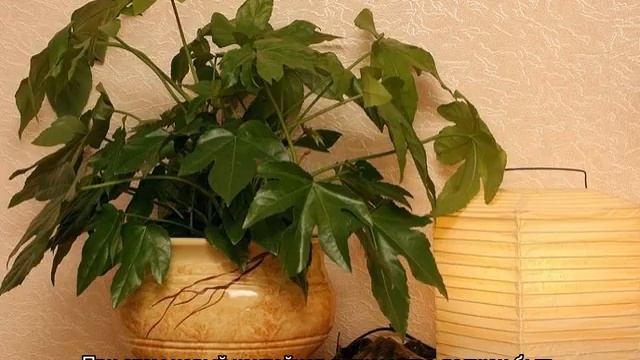 Фатсия цветок: уход в домашних условиях и способы размножения смотреть онлайн