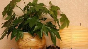 Фатсия цветок: уход в домашних условиях и способы размножения