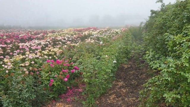 Поле роз. Прогулка по питомнику. смотреть онлайн