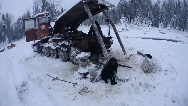 Как живёт приемный пёс из Сямжи! смотреть онлайн