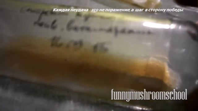 Как вырастить мицелий ШАМПИНЬЙОНА из гриба #3 смотреть онлайн