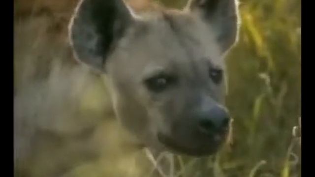 Скоростная атака гепарда на антилопу смотреть онлайн