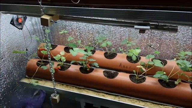 Клубника в трубе Грядка для клубники из трубы ПВХ 160мм смотреть онлайн