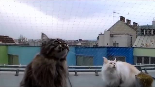 КОТЕНОК с человеческим лицом ВЗОРВАЛ ИНТЕРНЕТ! смотреть онлайн