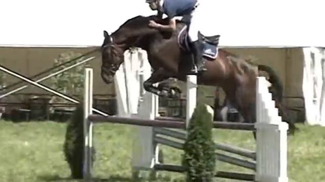 Heiniger-Pferde.com Kreator X Burggraaf KWPN St. 2005