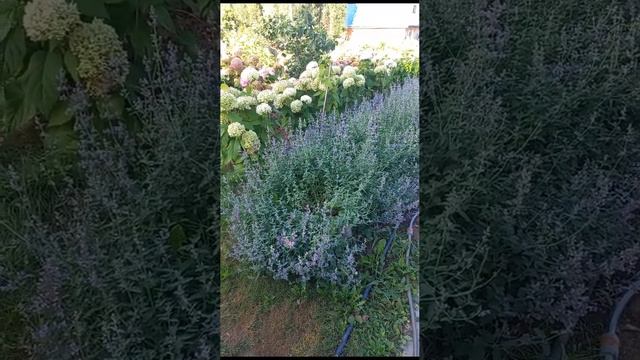 Котовник и гортензии смотреть онлайн