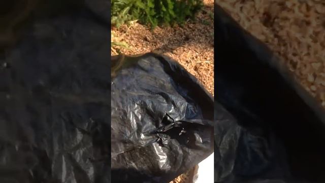 Тайга. ущелье. Сбор кедрового ореха. смотреть онлайн