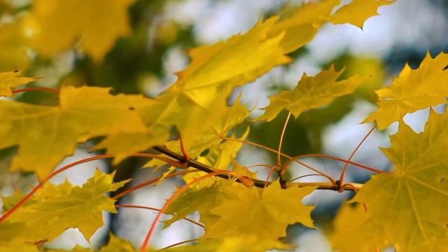 Осенние листья клёна (желтые листья 1 сентября) | Футажи Красивая природа [FullHD] смотреть онлайн