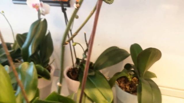 9. Фаленопсисы групповая посадка (продолжение 9-я часть) смотреть онлайн