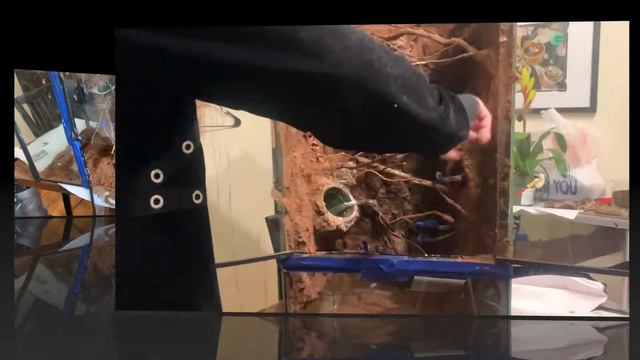DIY Bioactive Chameleon Vivarium смотреть онлайн