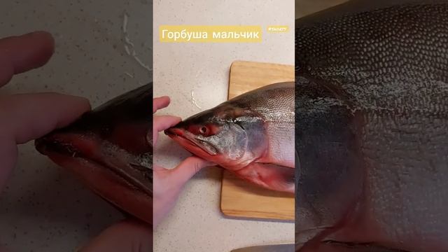 Как выбрать горбушу с икрой. #горбуша #краснаярыба #shorts смотреть онлайн