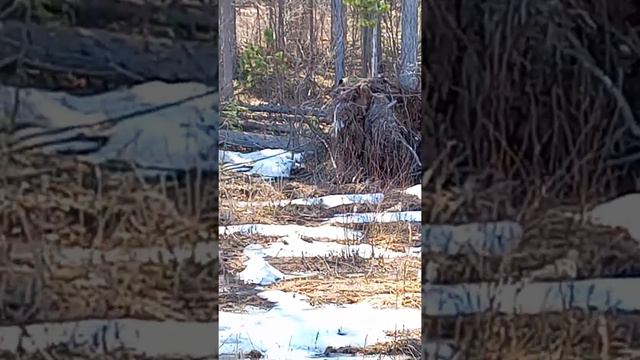 @ Наша охрана, смотреть онлайн