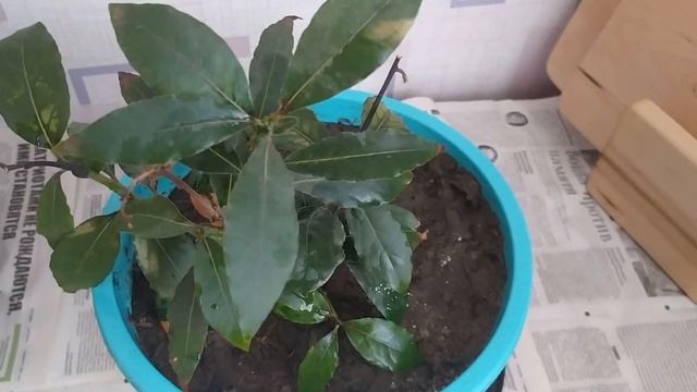 ПЕРЕСАЖИВАЮ ЛАВР. ПОСМОТРИМ КАК ОТРЕАГИРУЕТ НА ДРУГОЙ ГРУНТ. смотреть онлайн