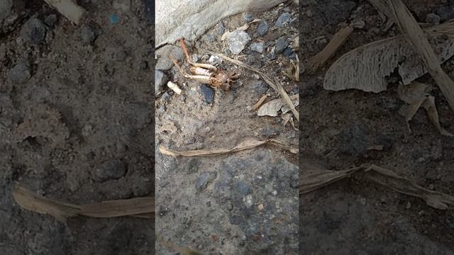 Муравьи поймали кузнечика смотреть онлайн