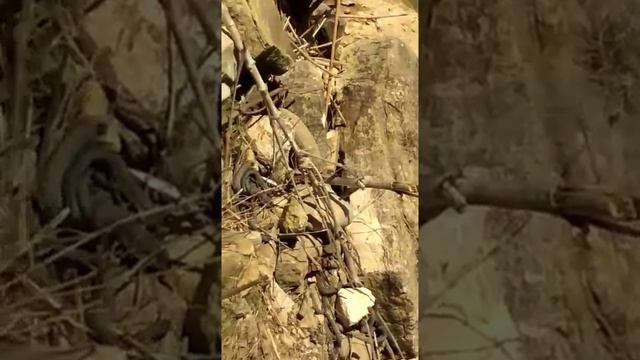 Свадьба змей смотреть онлайн