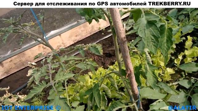 Дачная тепличка, как поживает спустя месяц от монтажа. Полив капельным поливом рассады в теплице