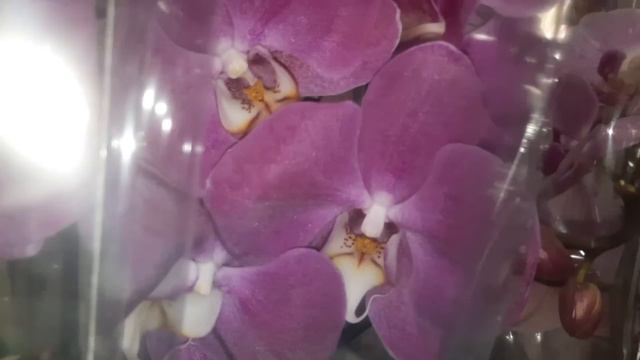 ОРХИДЕИ В ЛЕРУА.НОВАЯ АДЫГЕЯ//08.01.24// смотреть онлайн