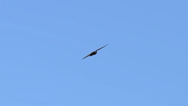 A Welcome Break - Aquila Bird Flight Simulator смотреть онлайн