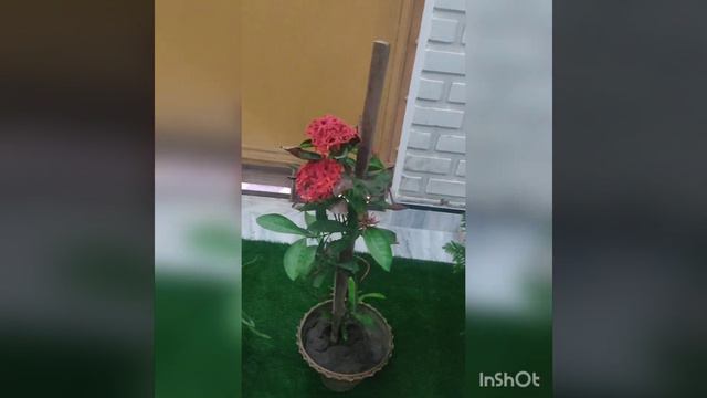 Houseplants смотреть онлайн