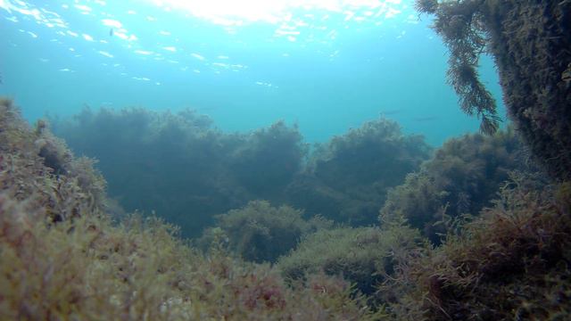 Серебряные стрелы Черного моря. смотреть онлайн