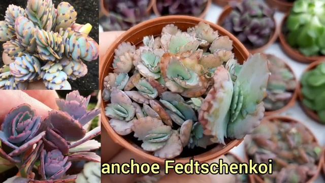 Суккуленты. Продажа. Октябрь 2022г. 180 видов смотреть онлайн