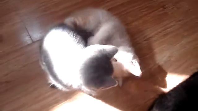 бриташки очаровашки смотреть онлайн