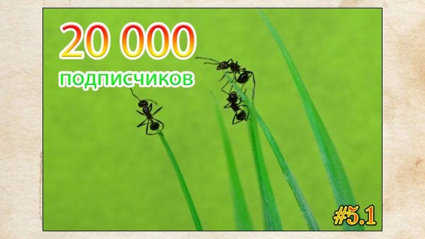 Забрал муравьев ● 20000 подписчиков