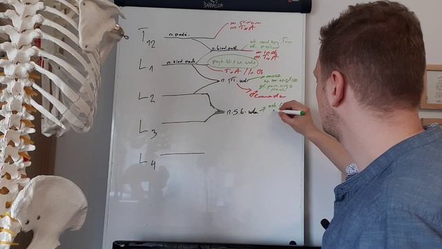 Splot lędźwiowy cz.2 #DrFilipczyk dla studentów смотреть онлайн